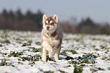 SIBERIAN HUSKY 244